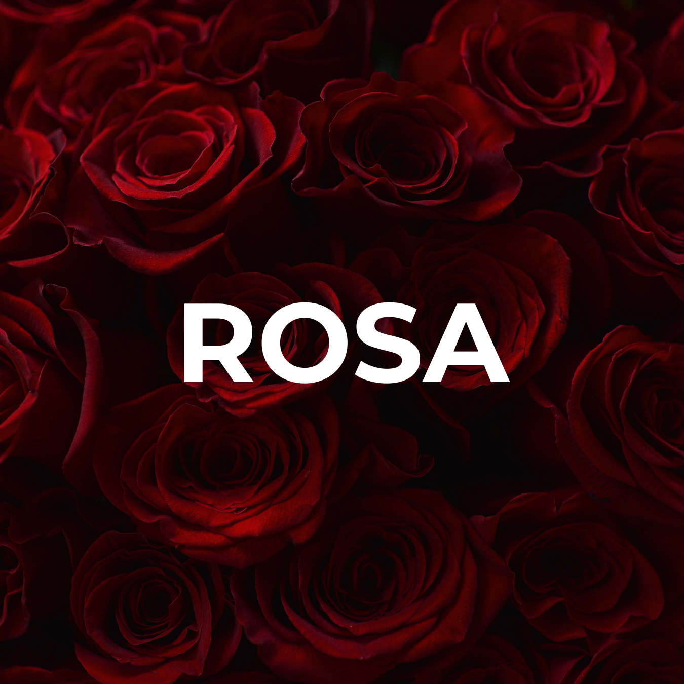 Duftöl "SPRING ROSE"