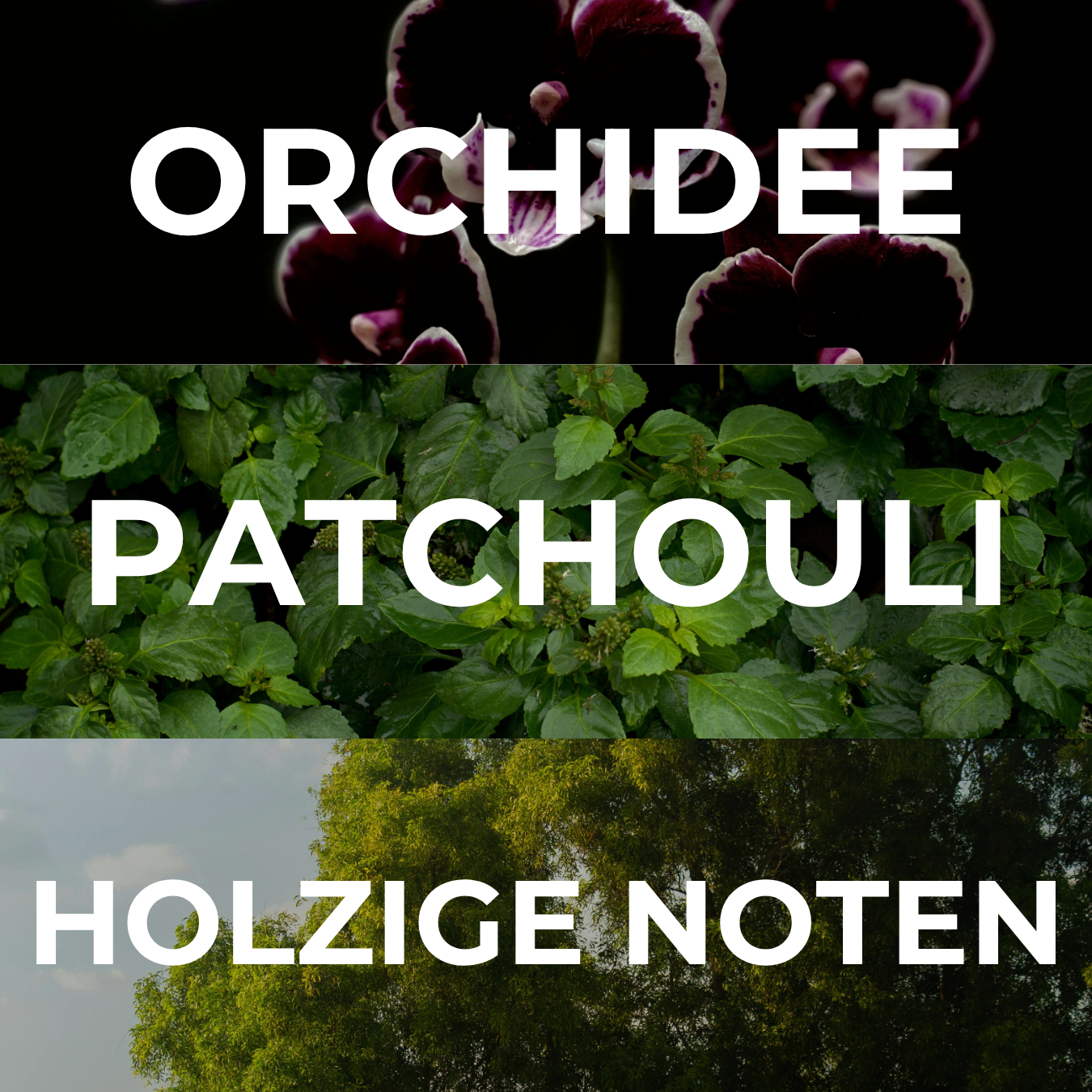 Duftöl "DARK ORCHID"